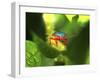 Stink Bug-Dana Brett Munach-Framed Giclee Print