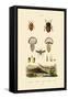 Stink Bugs, 1833-39-null-Framed Stretched Canvas