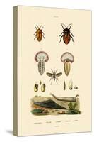 Stink Bugs, 1833-39-null-Stretched Canvas