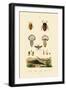 Stink Bugs, 1833-39-null-Framed Giclee Print