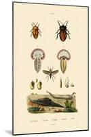 Stink Bugs, 1833-39-null-Mounted Giclee Print