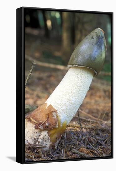 Stinkhorn Fungus-Dr. Keith Wheeler-Framed Stretched Canvas