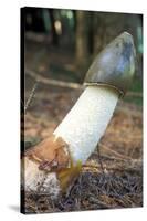 Stinkhorn Fungus-Dr. Keith Wheeler-Stretched Canvas