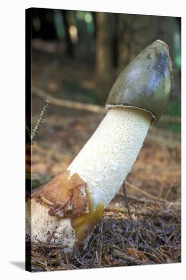 Stinkhorn Fungus-Dr. Keith Wheeler-Stretched Canvas