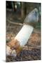 Stinkhorn Fungus-Dr. Keith Wheeler-Mounted Photographic Print