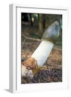 Stinkhorn Fungus-Dr. Keith Wheeler-Framed Photographic Print