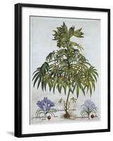 Stinking Hellebore, and Two Kinds of Crocus, from 'Hortus Eystettensis', by Basil Besler (1561-1629-German School-Framed Giclee Print