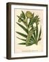 Stinking Hellebore-Hulton Archive-Framed Photographic Print