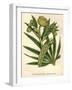 Stinking Hellebore-Hulton Archive-Framed Photographic Print