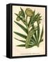 Stinking Hellebore-Hulton Archive-Framed Stretched Canvas