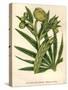 Stinking Hellebore-Hulton Archive-Stretched Canvas