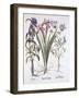 Stinking Iris, Orlaya, and Crosswort Gentian, from 'Hortus Eystettensis', by Basil Besler (1561-162-German School-Framed Giclee Print