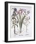 Stinking Iris, Orlaya, and Crosswort Gentian, from 'Hortus Eystettensis', by Basil Besler (1561-162-German School-Framed Giclee Print