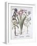 Stinking Iris, Orlaya, and Crosswort Gentian, from 'Hortus Eystettensis', by Basil Besler (1561-162-German School-Framed Giclee Print