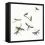 Stir Fly-Donna Basile-Framed Stretched Canvas