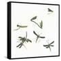 Stir Fly-Donna Basile-Framed Stretched Canvas