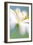 Stitchwort surprise-Mandy Disher-Framed Photographic Print