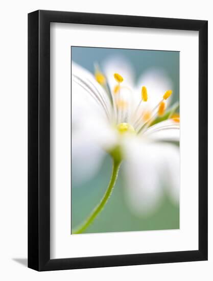 Stitchwort surprise-Mandy Disher-Framed Photographic Print