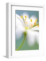 Stitchwort surprise-Mandy Disher-Framed Photographic Print