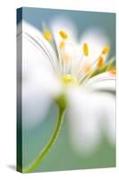 Stitchwort surprise-Mandy Disher-Stretched Canvas