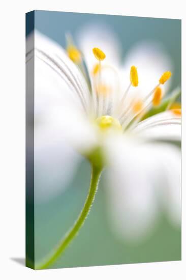 Stitchwort surprise-Mandy Disher-Stretched Canvas