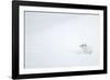 Stoat in snow. Yellowstone National Park, Wyoming, USA-Danny Green-Framed Photographic Print