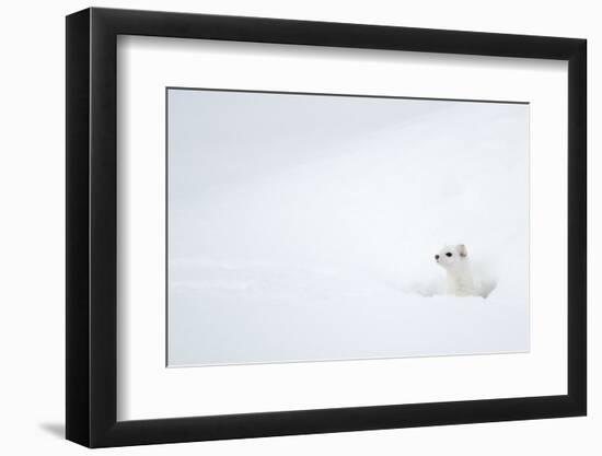 Stoat in snow. Yellowstone National Park, Wyoming, USA-Danny Green-Framed Photographic Print