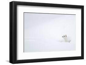 Stoat in snow. Yellowstone National Park, Wyoming, USA-Danny Green-Framed Photographic Print