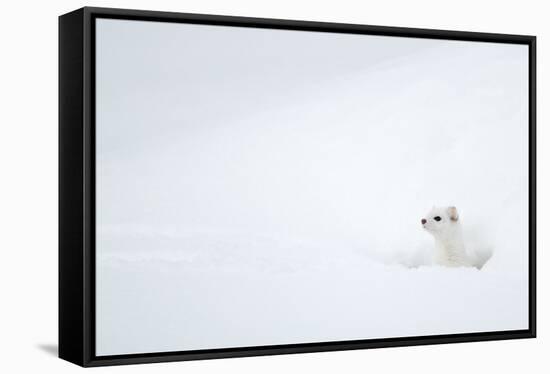 Stoat in snow. Yellowstone National Park, Wyoming, USA-Danny Green-Framed Stretched Canvas