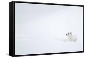 Stoat in snow. Yellowstone National Park, Wyoming, USA-Danny Green-Framed Stretched Canvas