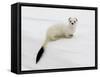 Stoat in White Winter Coat, Kronotsky Zapovednik, Kamchatka, Far East Russia, April-Igor Shpilenok-Framed Stretched Canvas