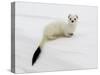 Stoat in White Winter Coat, Kronotsky Zapovednik, Kamchatka, Far East Russia, April-Igor Shpilenok-Stretched Canvas