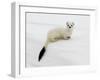 Stoat in White Winter Coat, Kronotsky Zapovednik, Kamchatka, Far East Russia, April-Igor Shpilenok-Framed Photographic Print