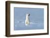 Stoat in winter coat, standing upright in snow, Germany-Konrad Wothe-Framed Photographic Print