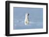 Stoat in winter coat, standing upright in snow, Germany-Konrad Wothe-Framed Photographic Print