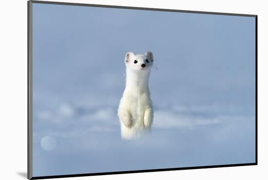 Stoat in winter coat, standing upright in snow, Germany-Konrad Wothe-Mounted Photographic Print