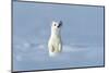 Stoat in winter coat, standing upright in snow, Germany-Konrad Wothe-Mounted Photographic Print