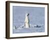 Stoat in winter coat, standing upright in the snow, Germany-Konrad Wothe-Framed Photographic Print