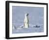 Stoat in winter coat, standing upright in the snow, Germany-Konrad Wothe-Framed Photographic Print