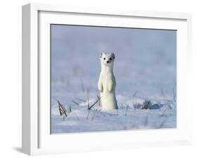 Stoat in winter coat, standing upright in the snow, Germany-Konrad Wothe-Framed Photographic Print