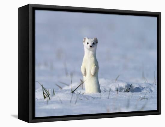 Stoat in winter coat, standing upright in the snow, Germany-Konrad Wothe-Framed Stretched Canvas