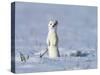 Stoat in winter coat, standing upright in the snow, Germany-Konrad Wothe-Stretched Canvas