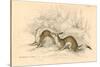 Stoat (Mustela Ermine), Member of the Weasel Family, 1828-null-Stretched Canvas