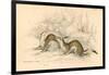 Stoat (Mustela Ermine), Member of the Weasel Family, 1828-null-Framed Giclee Print