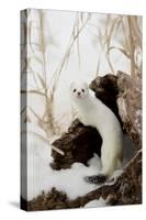 Stoat (Mustela erminea) adult, in 'ermine' white winter coat, climbing over log in snow, Minnesota-Paul Sawer-Stretched Canvas