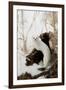 Stoat (Mustela erminea) adult, in 'ermine' white winter coat, climbing over log in snow, Minnesota-Paul Sawer-Framed Photographic Print