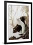 Stoat (Mustela erminea) adult, in 'ermine' white winter coat, climbing over log in snow, Minnesota-Paul Sawer-Framed Photographic Print