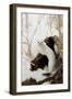 Stoat (Mustela erminea) adult, in 'ermine' white winter coat, climbing over log in snow, Minnesota-Paul Sawer-Framed Premium Photographic Print