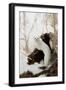 Stoat (Mustela erminea) adult, in 'ermine' white winter coat, climbing over log in snow, Minnesota-Paul Sawer-Framed Premium Photographic Print