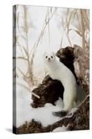 Stoat (Mustela erminea) adult, in 'ermine' white winter coat, climbing over log in snow, Minnesota-Paul Sawer-Stretched Canvas